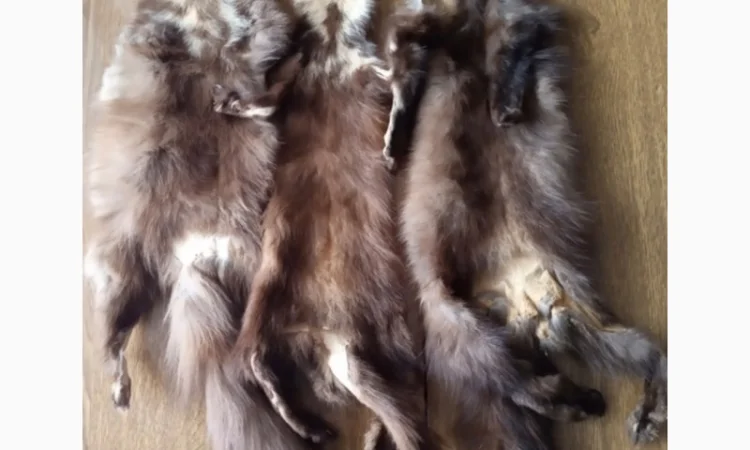 Куплю купуємо Дорого шкури куниць - фото № 1