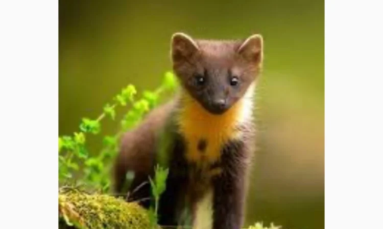 Куплю шкури Куниці ДОРОГО - фото № 1