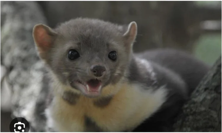 Купуємо шкірки Єнота бобра куниці - фото № 1