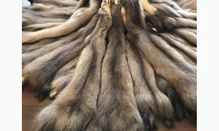Куплю шкури куниць - фото № 1