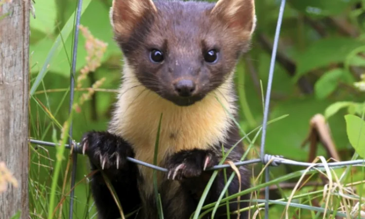 Куплю хутро куниці, єнота Дорого - фото № 1