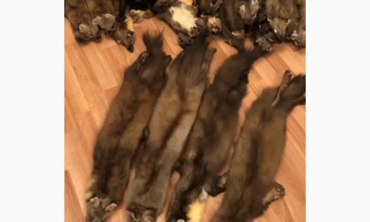 Куплю куницю - фото № 1