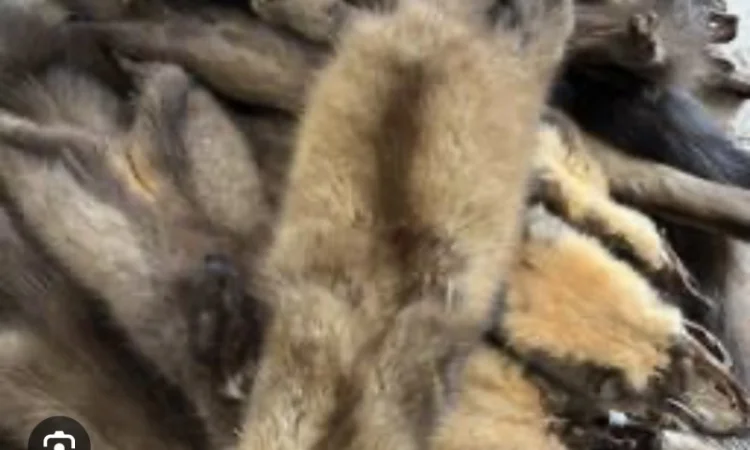 Купуємо дорого шкіри хутро куниці - фото № 1