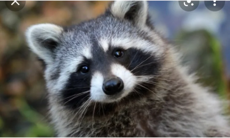 Куплю шкури куниці, лисиці, єнота ДоРоГо - фото № 1