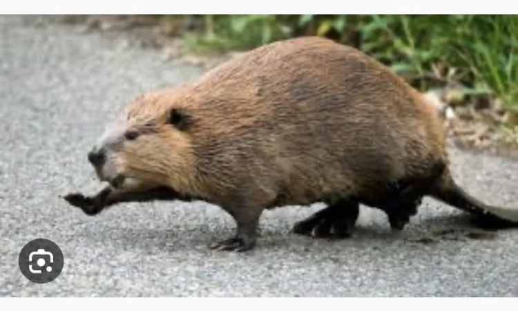 Куплю дорого Шкури бобра - фото № 1