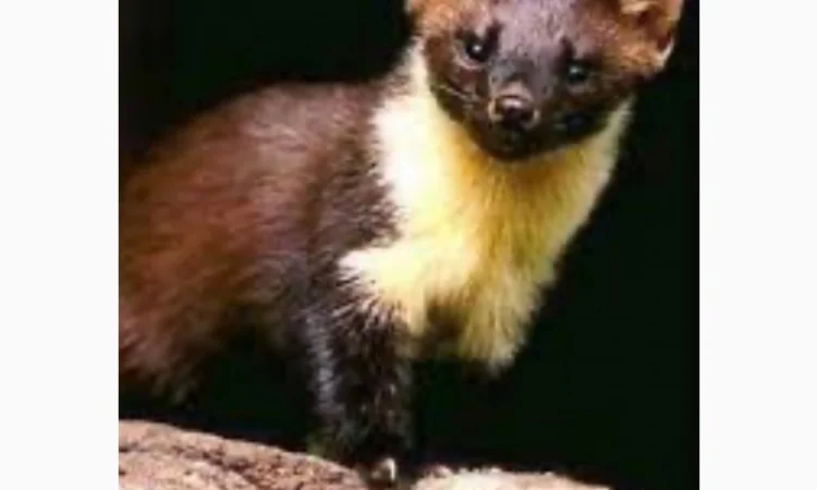 Купуємо хутро Куниці та лиса - фото № 1