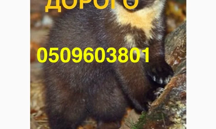 Покупаем шкурки куницы дорого в Виннице и области - фото № 1