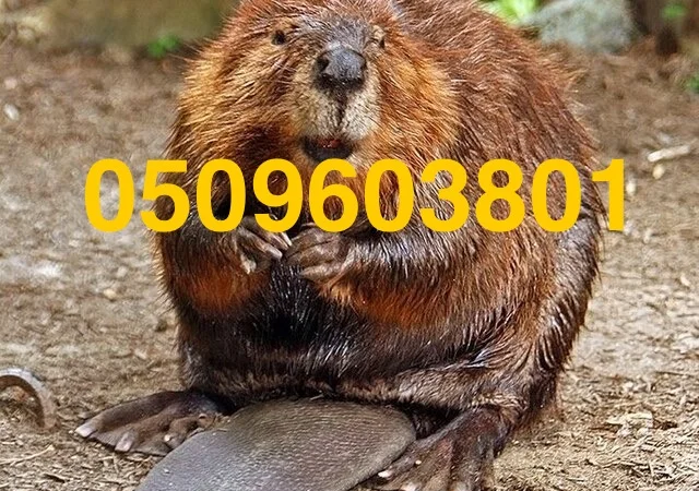 Покупаем шкурки бобра ДОРОГО - фото № 1