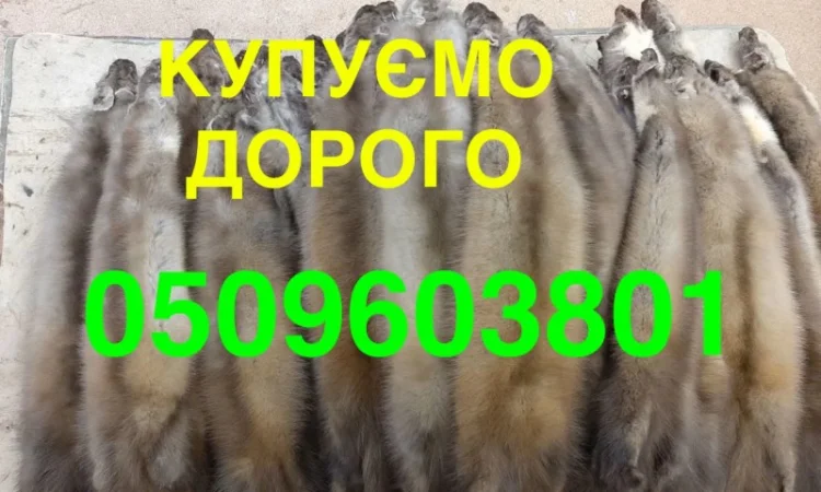 Скупка шкур куницы по самым высоким ценам - фото № 1