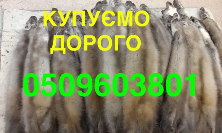 Скупка покупка меха куницы шкуры Мех САМЫЕ ДОРОГИЕ - фото № 1
