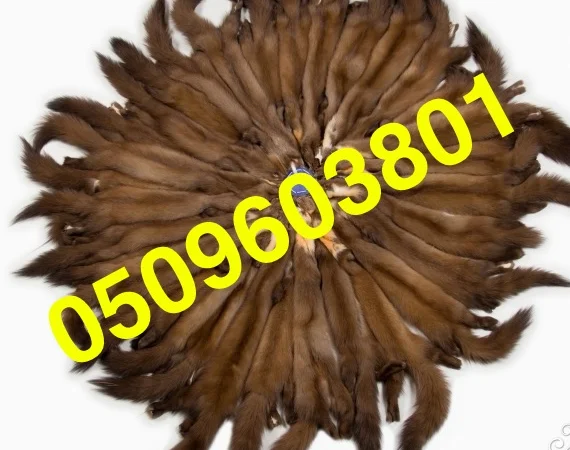 Покупаем шкурки и мех куницы, камянки и лесной недорого - фото № 1