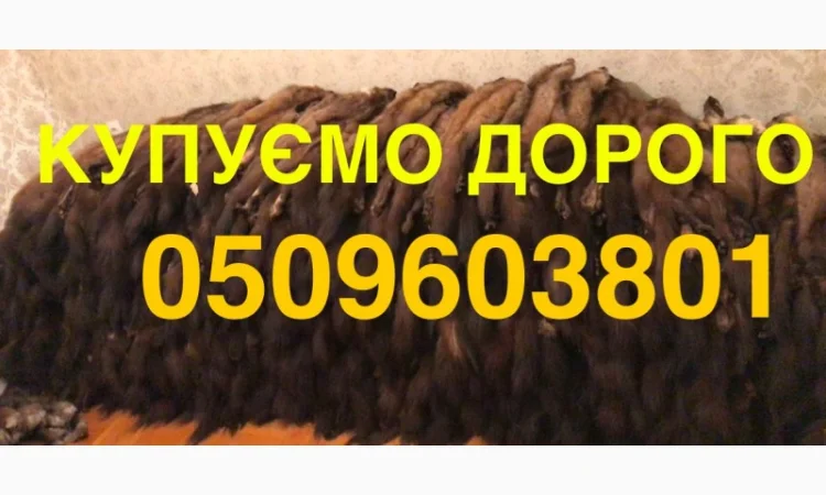 Купуємо шкурки куниці дорого - фото № 1