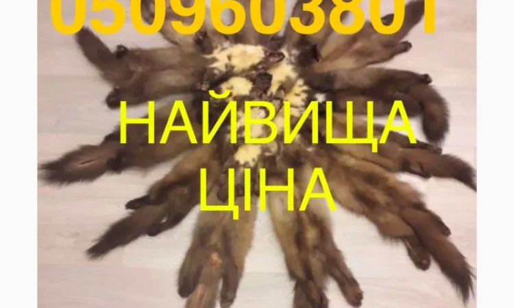 Закупівля шкір куниці за вигідними цінами - фото № 1