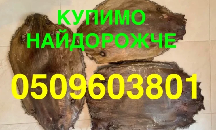 Покупаем сухие шкуры бобра по высоким ценам в Ровно - фото № 1