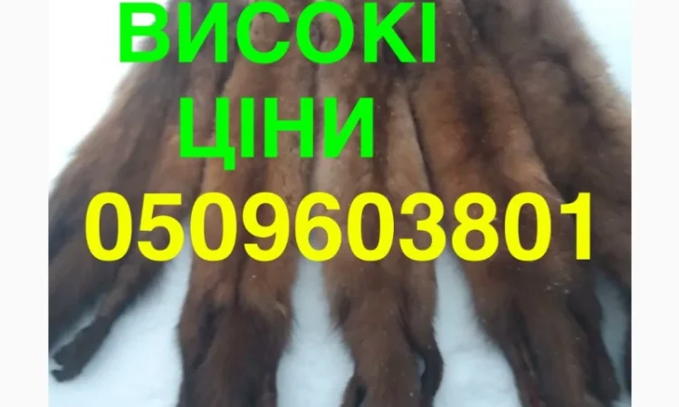 Куплю шкуру куницы по высокой цене - фото № 1