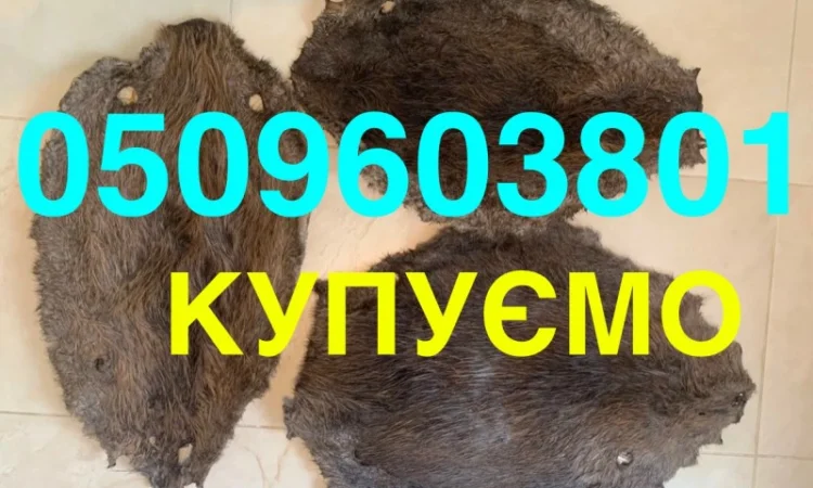 Покупаем дорого сухие шкуры бобра, не соленые - фото № 1