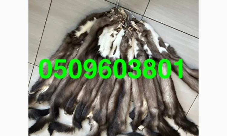 Куниця камʼянка вичинена - фото № 1