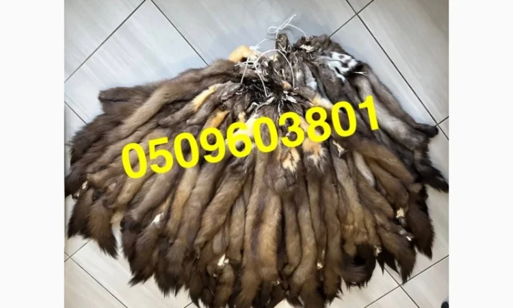 Вичинена куниця лісова/вичинка заводська - фото № 1