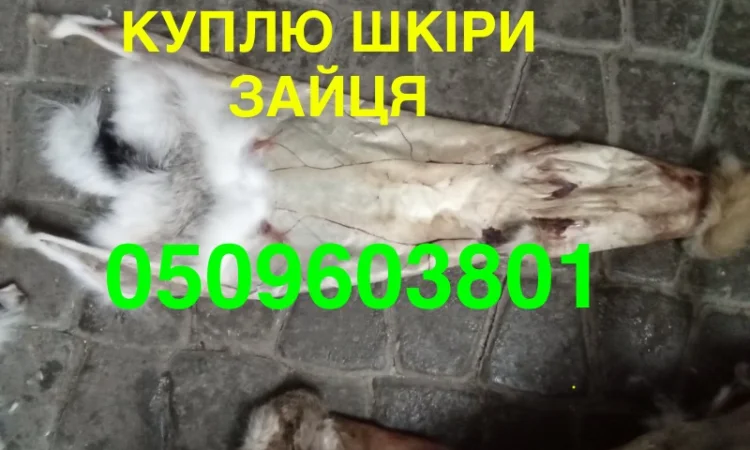 Купуємо сухі не солені шкіри зайця дорого - фото № 1