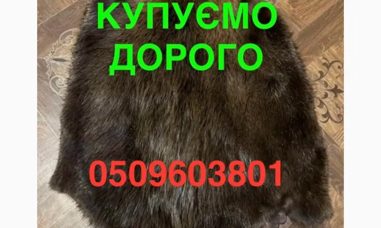 Покупаем ДОРОГО сухие не соленые шкуры бобра - фото № 1