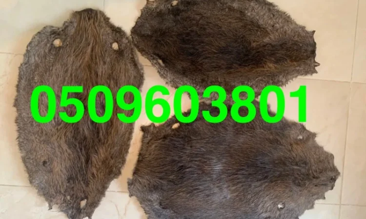 Покупаем самые дорогие в Украине сухие не соленые шкурки бобра - фото № 1