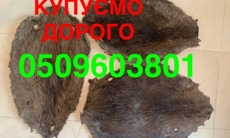Купуємо сухі шкури бобра дорого - фото № 1