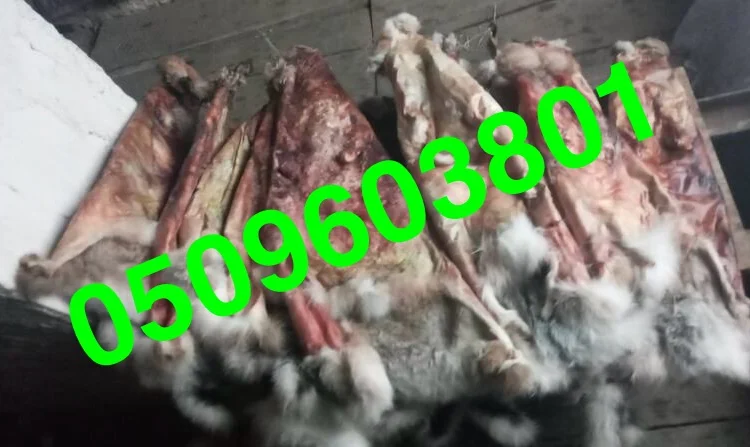 Покупаем сухие шкуры зайца - фото № 1