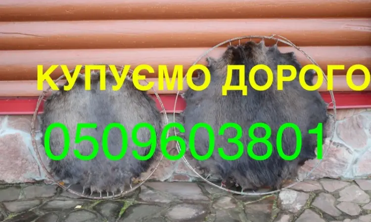 Покупаем ДОРОГО сухие не соленые шкуры бобра без жира и мяса - фото № 1