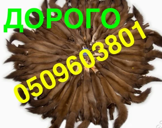 Куплю шкуры куницы по самым высоким ценам - фото № 1