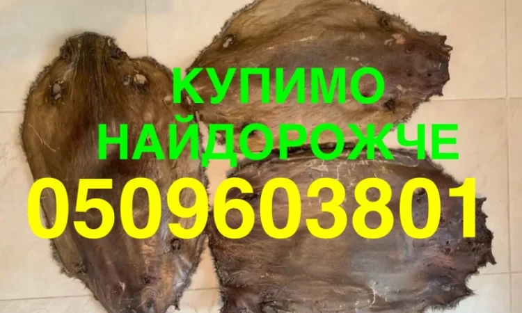Покупаем дорого шкуру сухого бобра - фото № 1