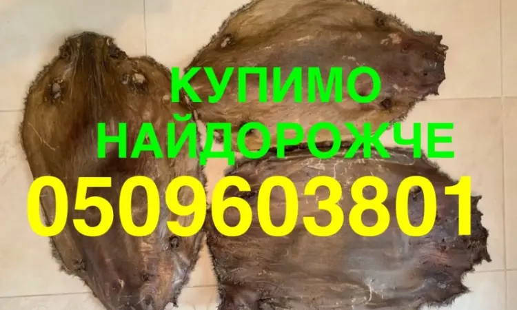 Покупаем ДОРОГО сухого бобра шкуры мех - фото № 1