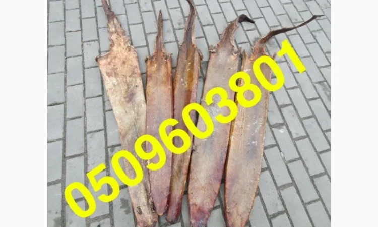 Покупаем сухую шкуру выдры - фото № 1