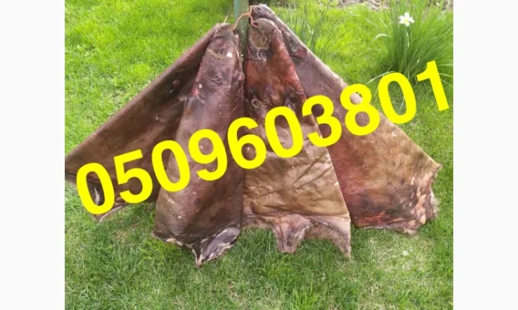 Купуємо сухі не солені шкіри бобра та струю - фото № 1