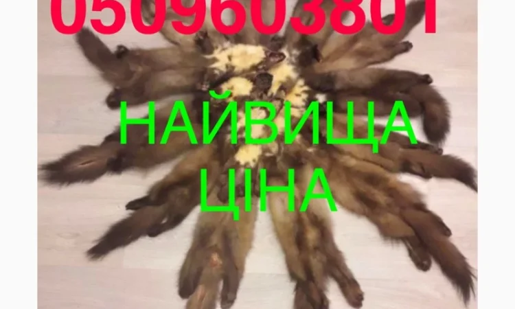 Купим куницу по самой высокой цене - фото № 1