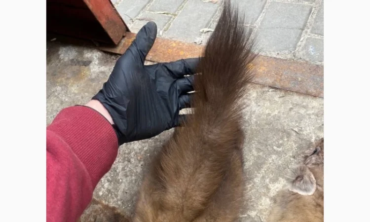 Куплю шкурки куницы и бобра дорого - фото № 1