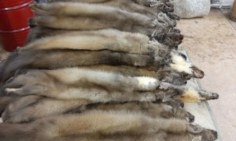 Куниця куплю/купуємо/хутро - фото № 1