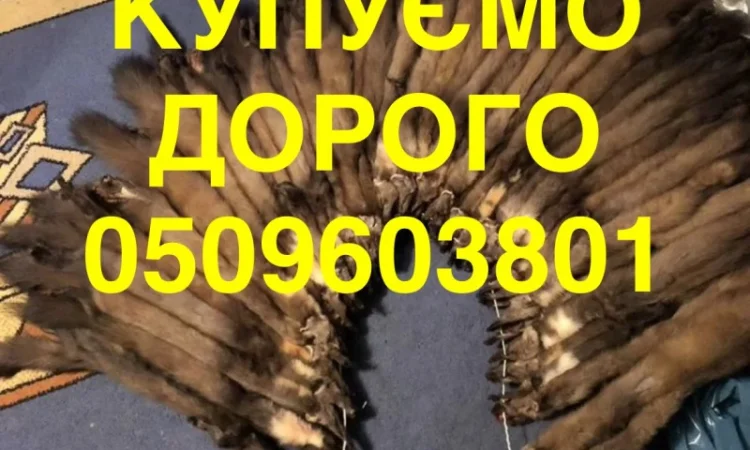 Покупаем шкурки куницы, бобра и зайца - фото № 1
