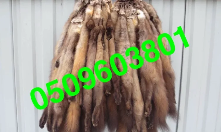 Покупка шкур куницы в Ужгороде - фото № 1