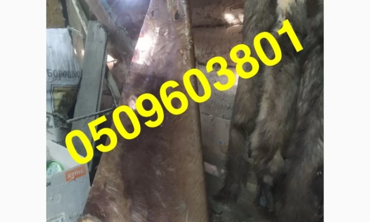 Купим шкурки куницы и бобра по высокой цене - фото № 2