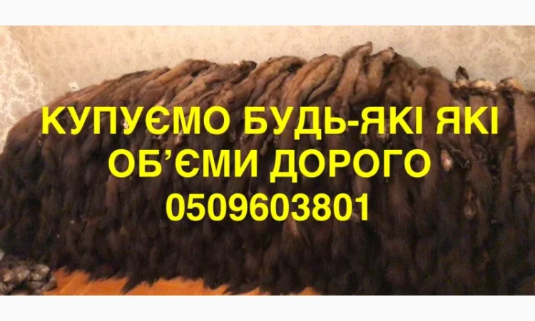 Покупаем шкурки куницы любых объемов дорого - фото № 1