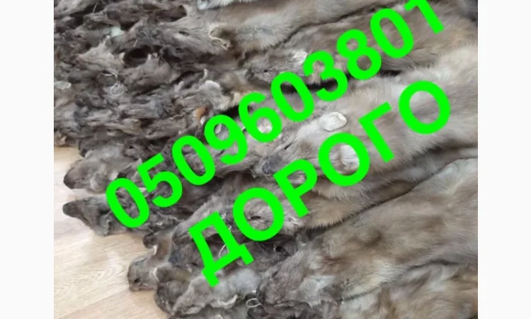 Закупка шкур куницы по высокой цене - фото № 1