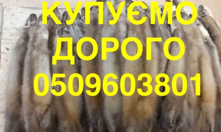Купівля куплю шкіри куниці ДОРОГО НАЙВИЩА ЦІНА - фото № 1