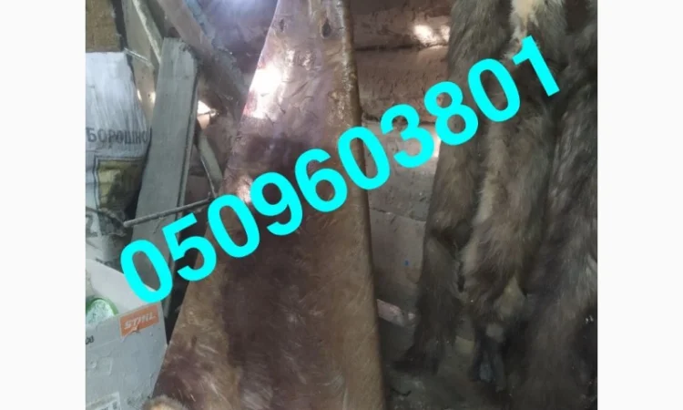 Покупаем шкурки бобра и куницы по лучшим ценам - фото № 1