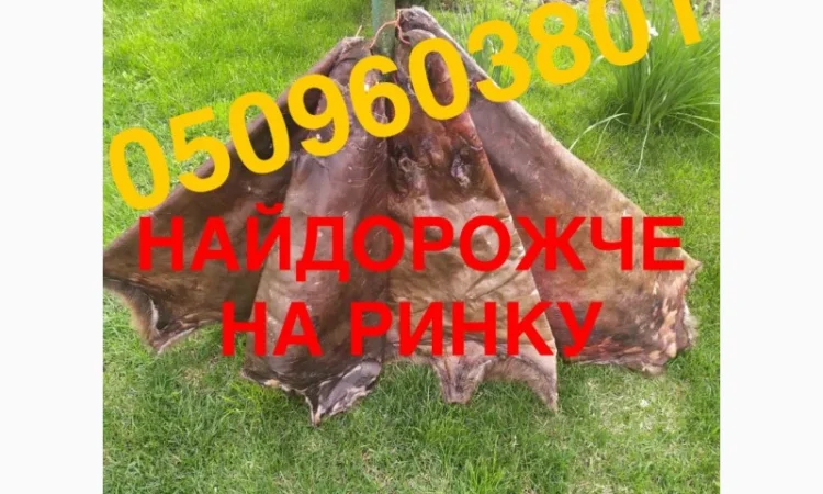 Куплю сухие не соленые шкурки бобра – лучшие цены в Ровно - фото № 1
