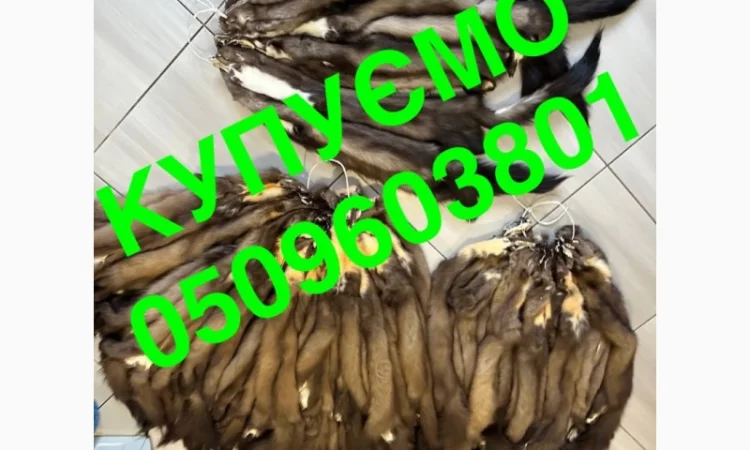 Купуємо вичинене хутро шкіри куниці та хвости ДОРОГО - фото № 1