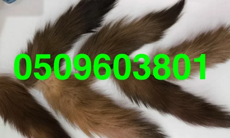 Купуємо вичинене хутро шкіри куниці та хвости ДОРОГО - фото № 2