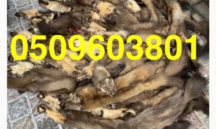 Куниця лісова Кам’янка куплю ДОРОГО - фото № 1