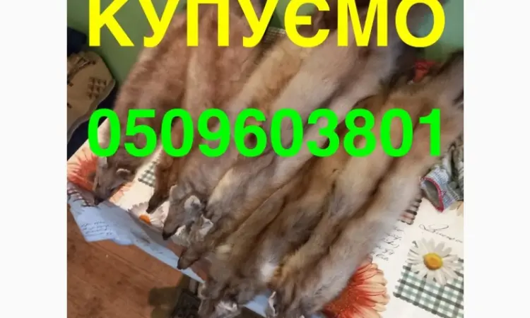 Покупаем ДОРОГО ХУТРО КУНИЦЫ мех шкіри куниця - фото № 1