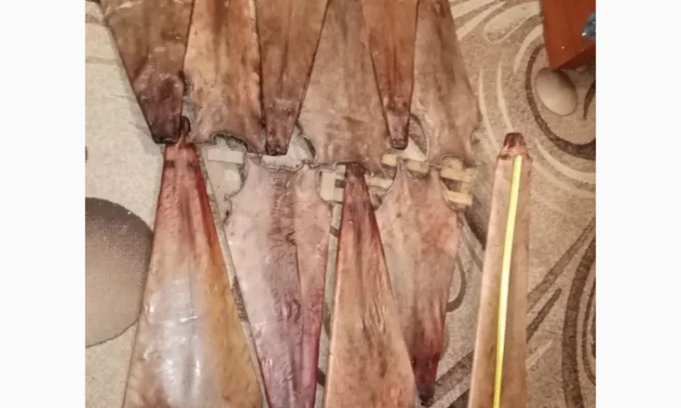 Покупаем сухие шкуры бобра несоленые - фото № 1