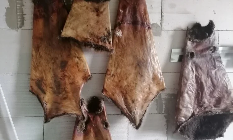 Покупаем сухие шкурки бобра без жира и мяса - фото № 1